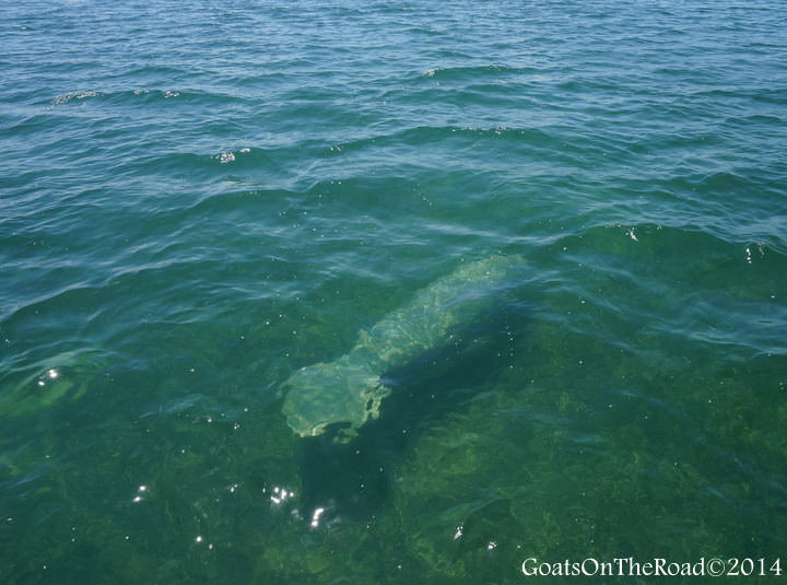 manatees in caye caulker