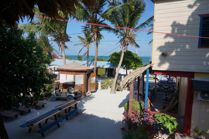 Great Views From De Real Macaw