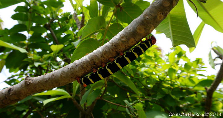 caterpillar in grenada