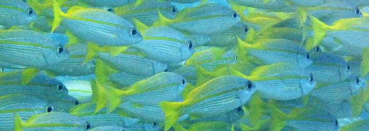 fish Dive Ambergris Caye Belize