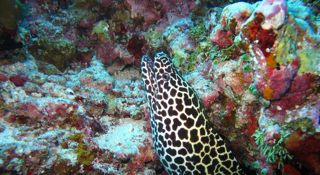 Diving Belize