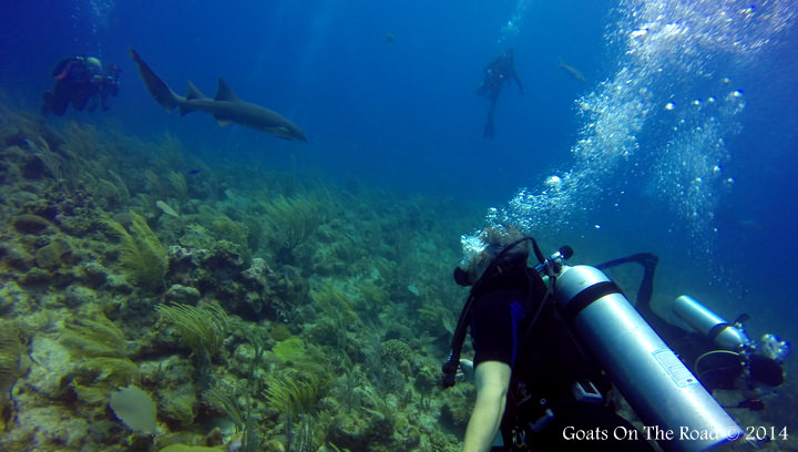 Shark Dive Ambergris Caye Belize