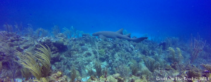Nurse Shark Dive Ambergris Caye