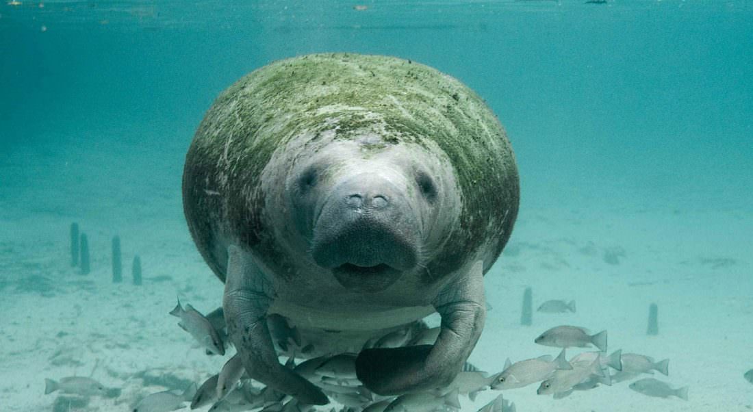 Searching for the Elusive Manatee