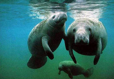 https://gardenofeaden.blogspot.com/2012/07/where-do-manatees-live.html