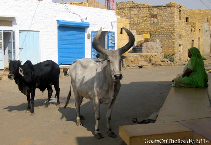 cows in india