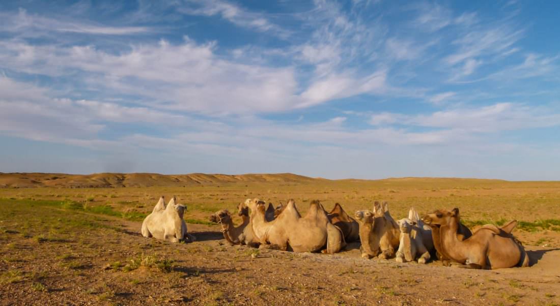 backpackers guide to a gobi desert tour in mongolia