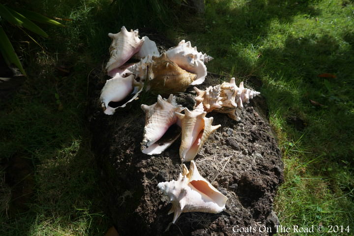 Conch Shells