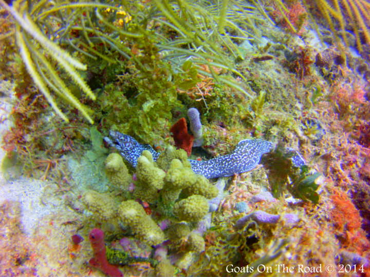 White Spotted Moray Eel