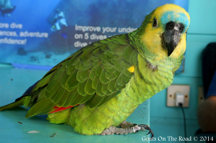 Charlie the Parrot