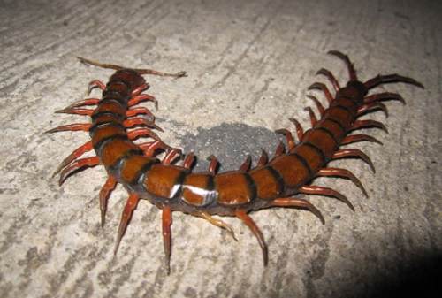 centipede grenada