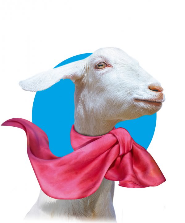 A goat with a red scarf