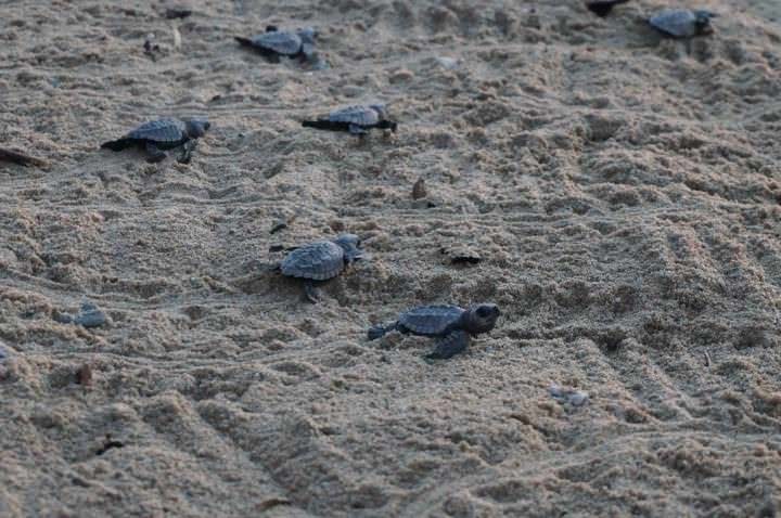 Turtles in San Pancho