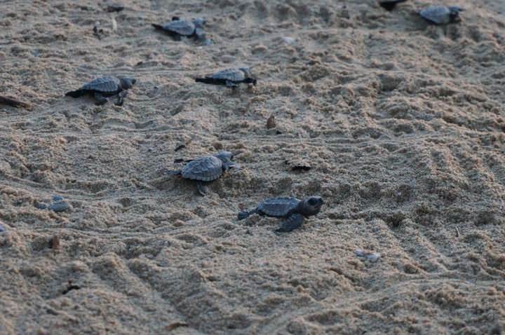 turtle release san pancho one of the best things to do in mexico