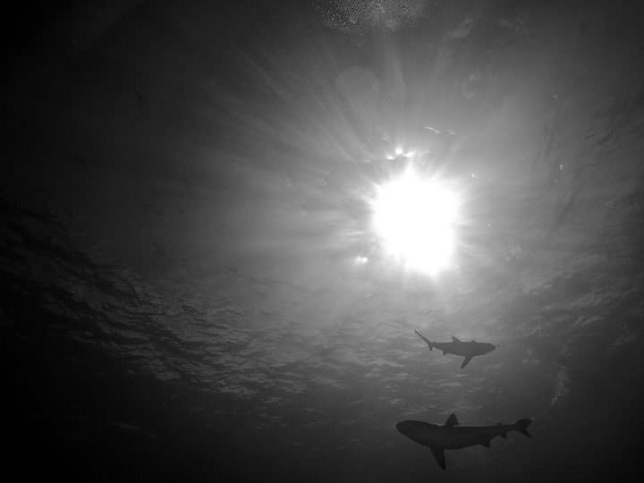 sharks on a liveaboard