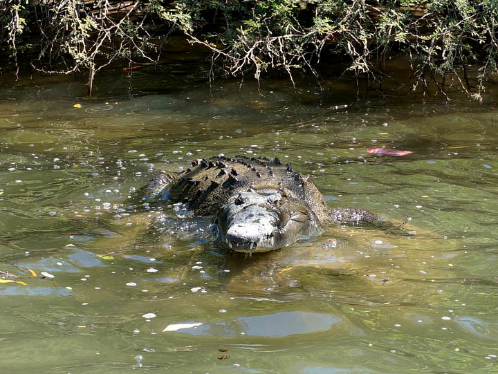 crocodile in mexico