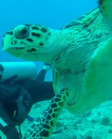 Diving Isla Mujeres, Mexico With Squalo Adventures