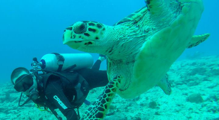 Nick's diving with a turtle underwater in Mexico