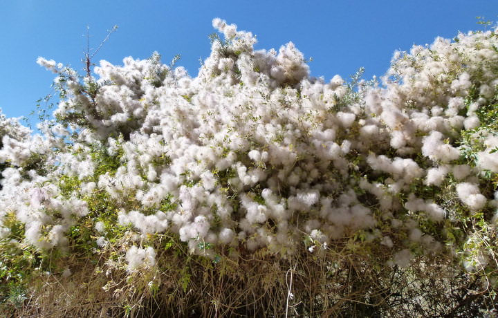 tree in bloom langar