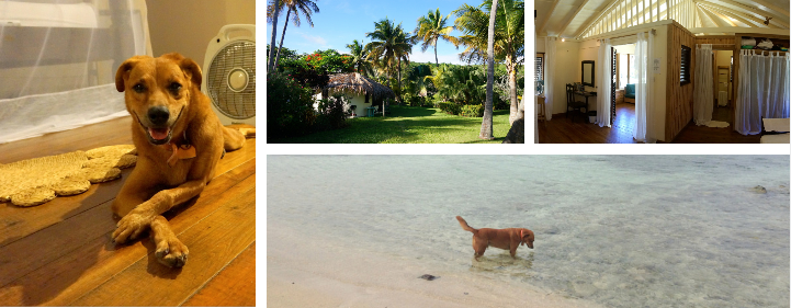 house sitting grenada