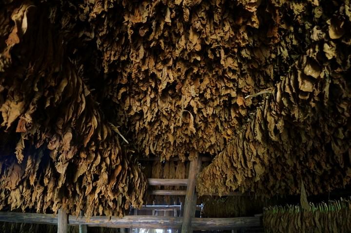 A Tobacco Canopy