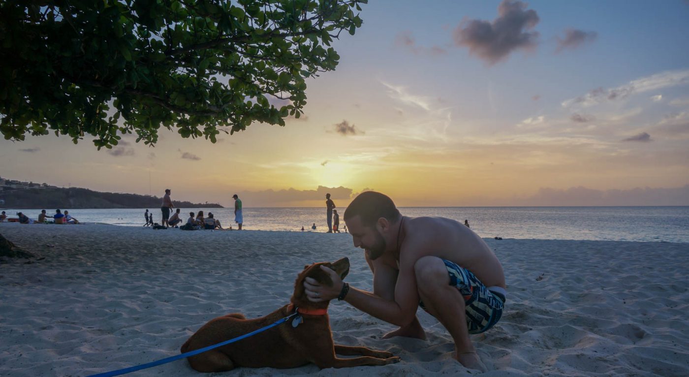 8 Tips to Guarantee You Land The Perfect PetSitting Job Goats On The