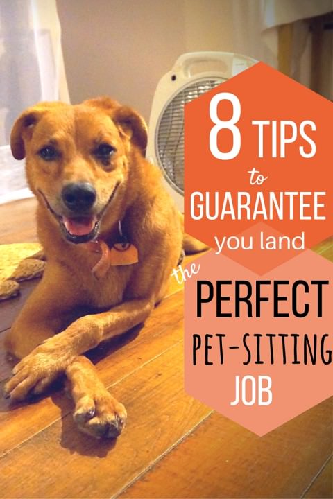 8 Tips to Guarantee You Land The Perfect Pet-Sitting Job