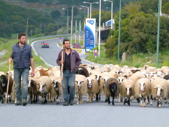 Sheep & Their Shepherds Blocking The Road