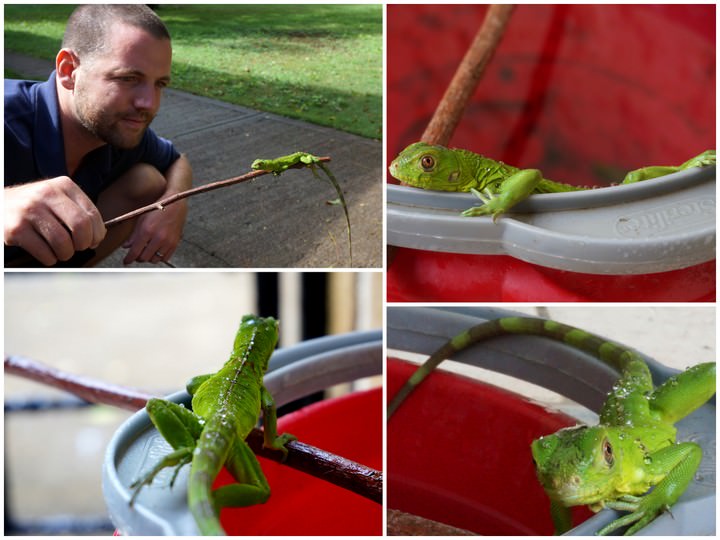 iguana in grenada