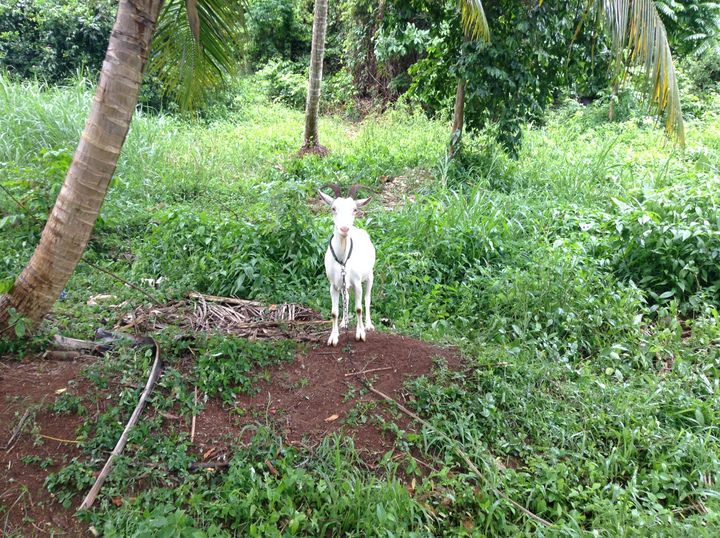 goat 