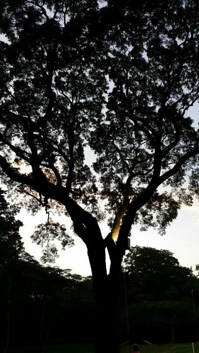 Barbados Tree