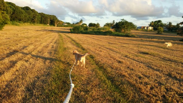 budget travel dog walking