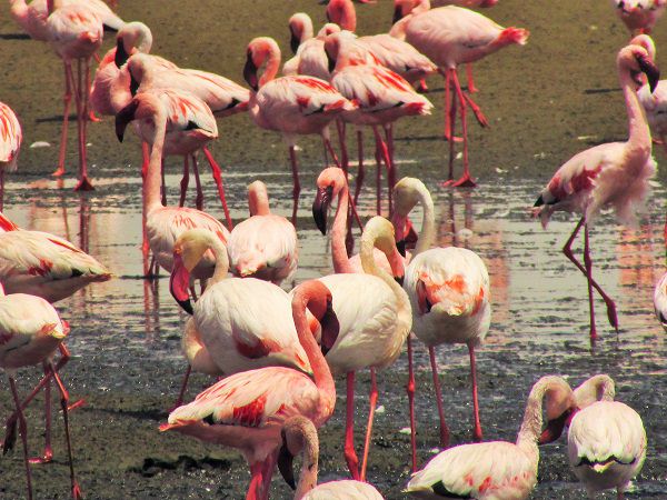 travel to namibia flamingos