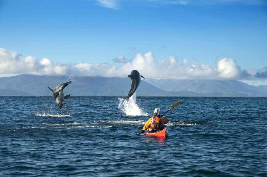 kayaking with dolphins in chile