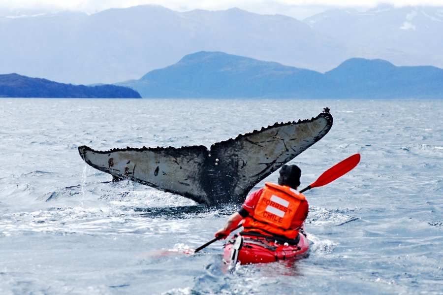 kayaking with whales in chile