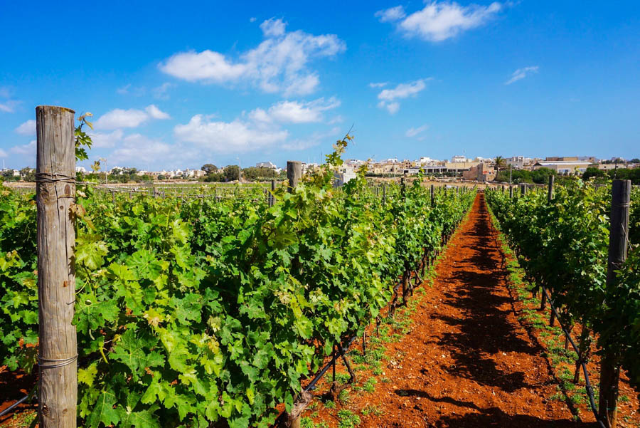 travel to malta visit the marsovin estate winery
