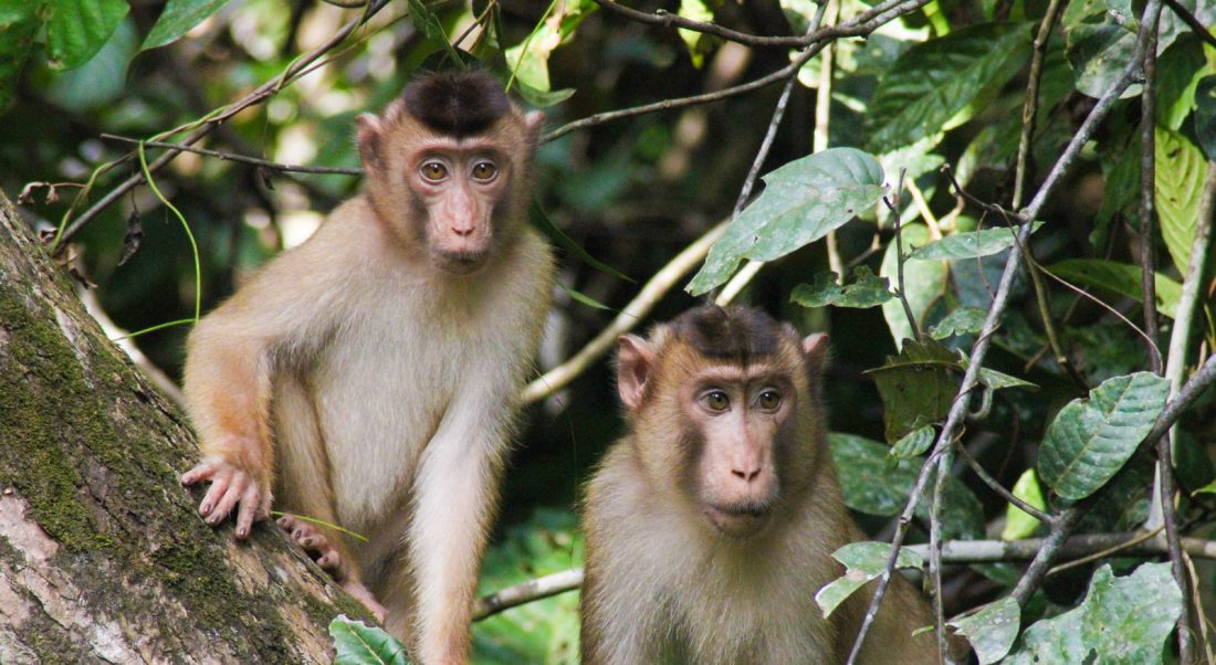 Wildlife Through The Lens: The Kinatabatagan River in Borneo