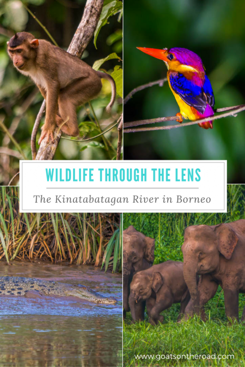 wildlife-through-the-lens