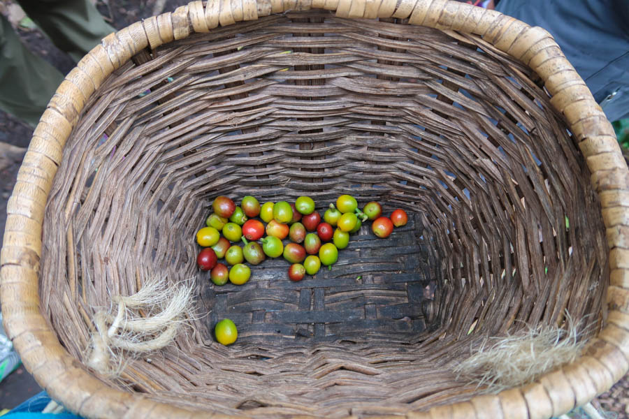travelling to salento colombia coffee farm