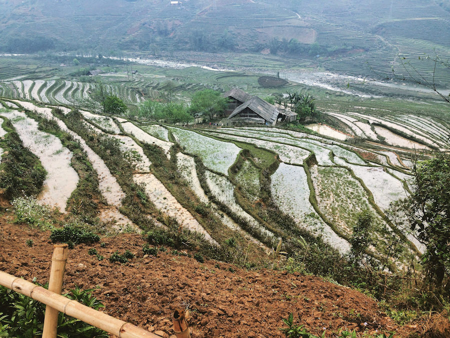 rice fields vietnam