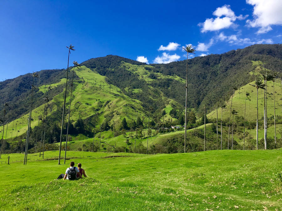 trees-at-the-valle-de-cocora