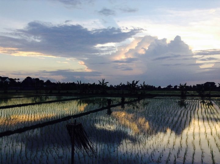 Beautiful Rice Fields in Bali - Travel for Your Life