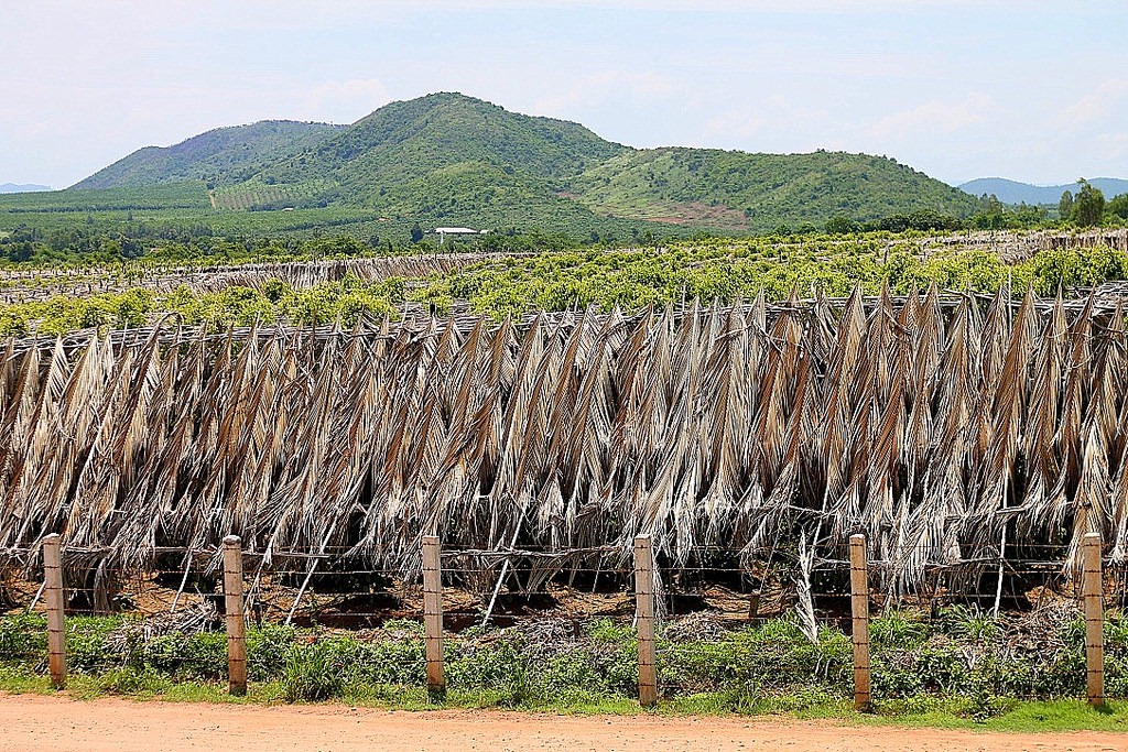 Kampot pepper farm, Cambodia