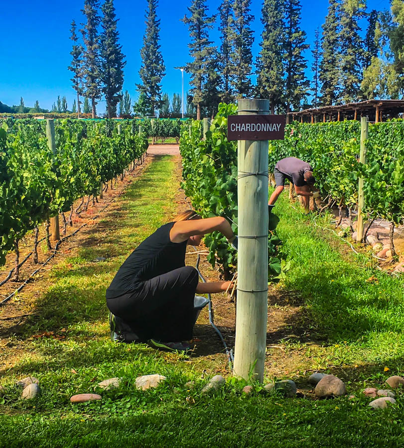 Travel Mendoza Wine Pruning Tour at Norton