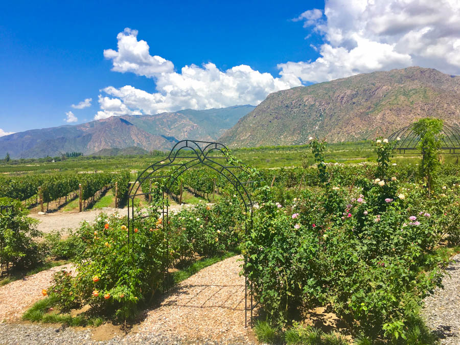 travel to cafayate argentina visit piattelli vineyard