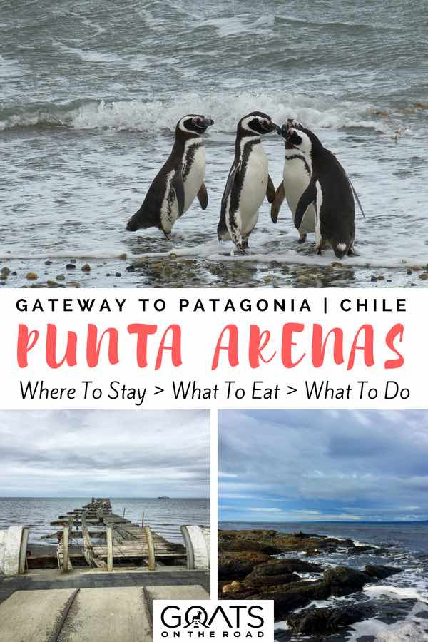 Penguins in Chile with text overlay Gateway To Patagonia Punta Arenas