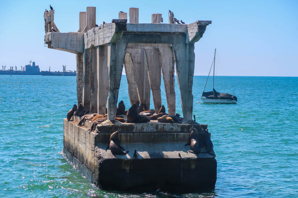 Valparaiso Chile Travel Sea Lions