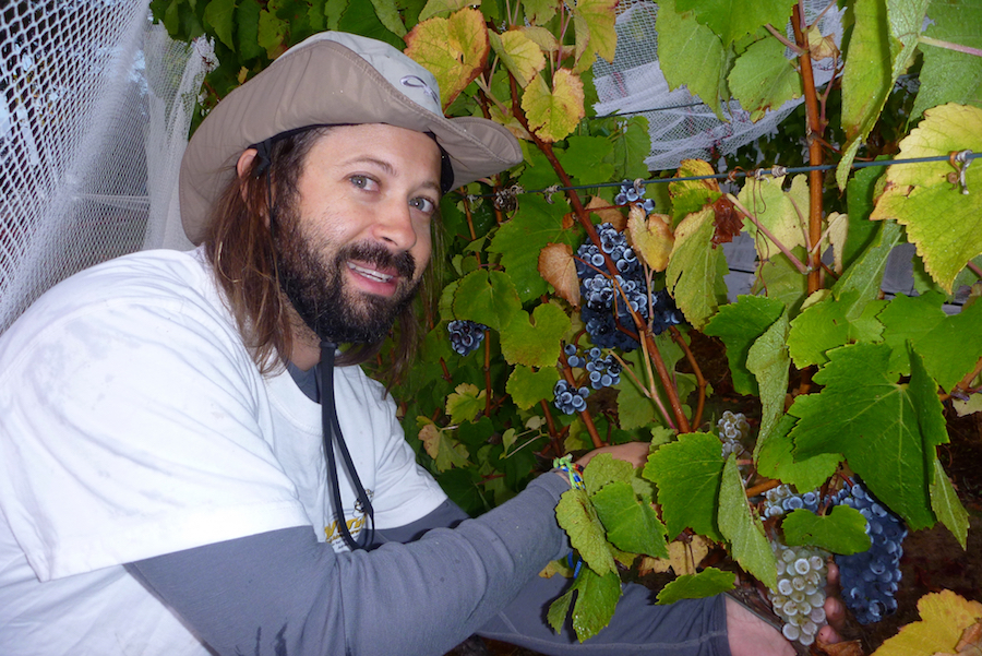 how to make money as a grape harvester on vineyards