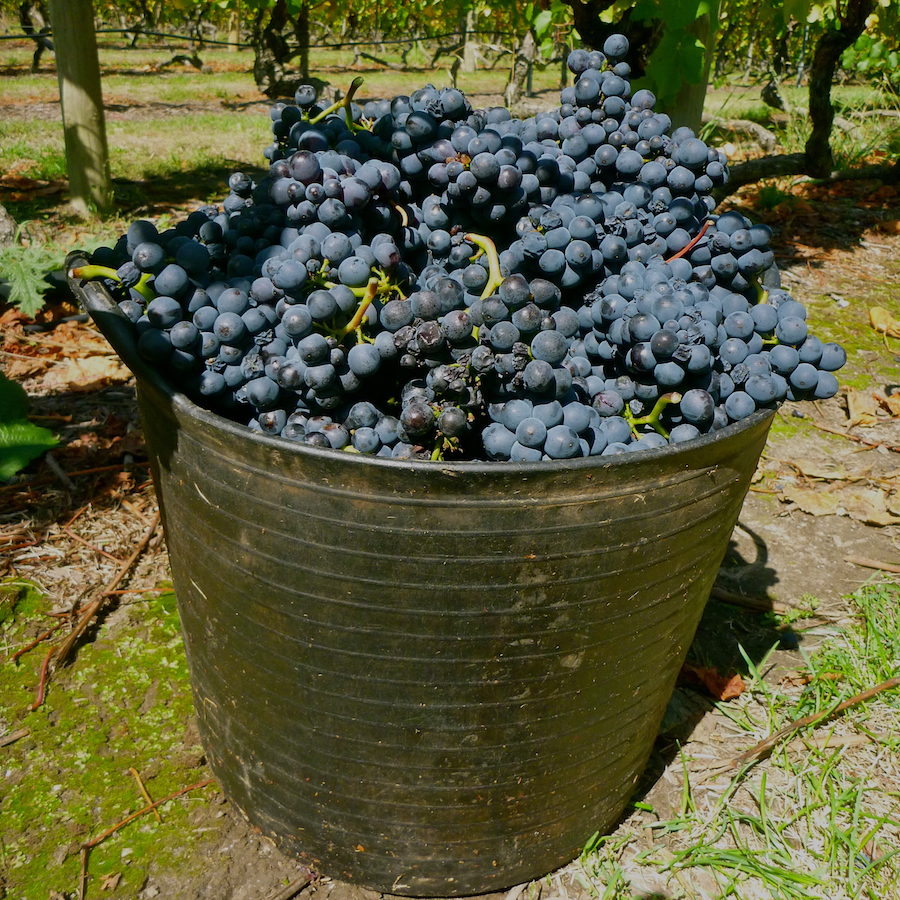 how to find a job working as a grape picker on a vineyard