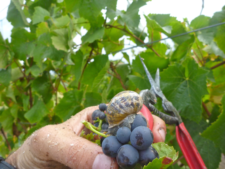 how to make money for travel as a grape picker